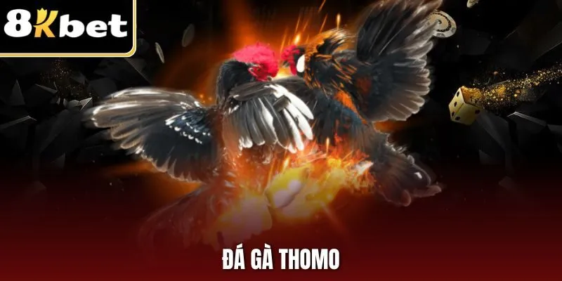 Đá Gà Thomo | Hình Thức Chọi Kê Đặc Sắc Hàng Đầu 8KBET