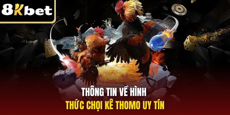 Đá Gà Thomo | Hình Thức Chọi Kê Đặc Sắc Hàng Đầu 8KBET 1 Thông tin về hình thức chọi kê Thomo uy tín